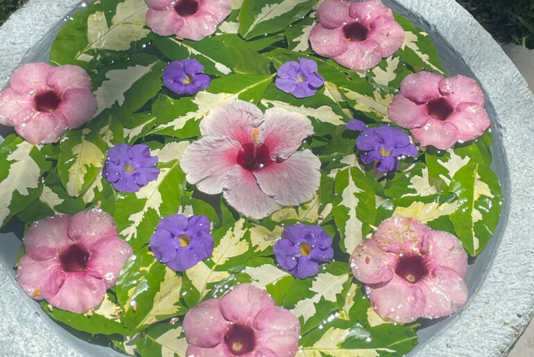 Blumenmandalas im Wasser auf Mauritius, Foto Anita Arneitz