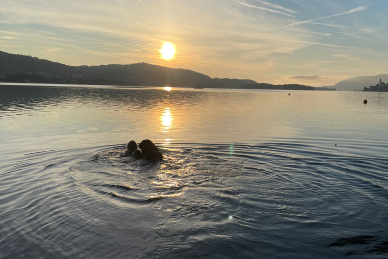 Schwimmen mit Neufundländer Skipper im Wörthersee