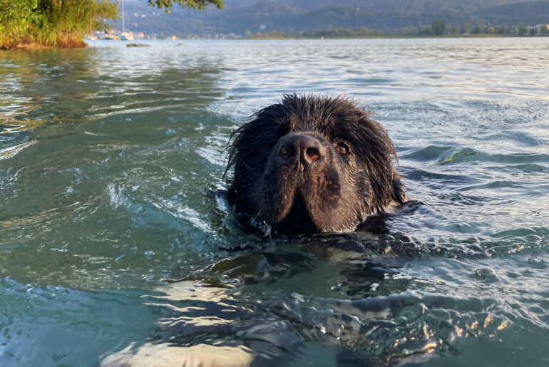 Schwimmen mit Neufundländer Skipper im Wörthersee